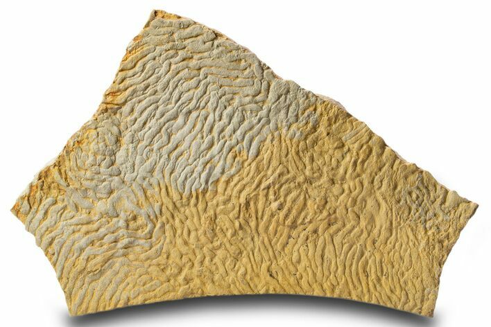 Pennsylvanian, Fossil Microbial Mat - Oklahoma #301894